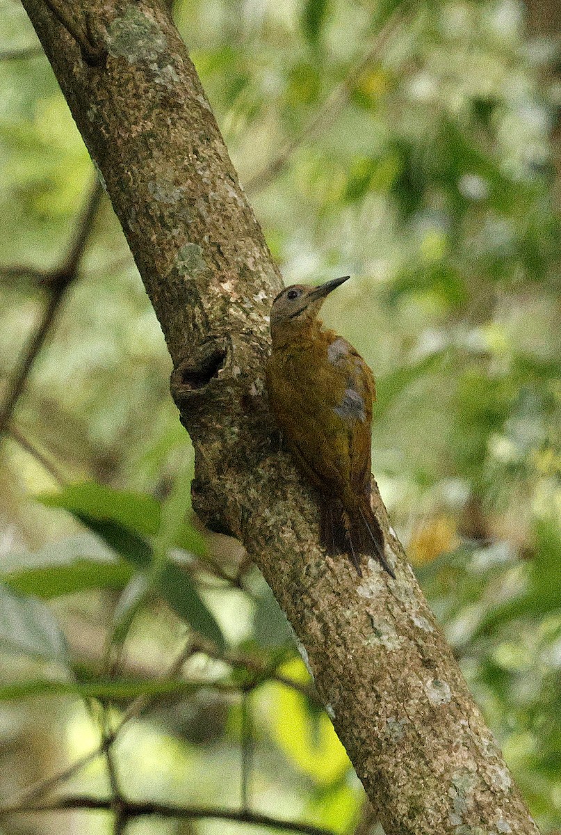 Gray-headed Woodpecker - ML646722054