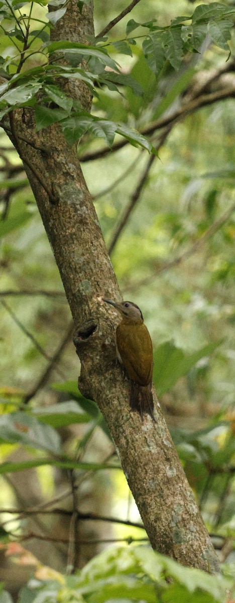 Gray-headed Woodpecker - ML646722055