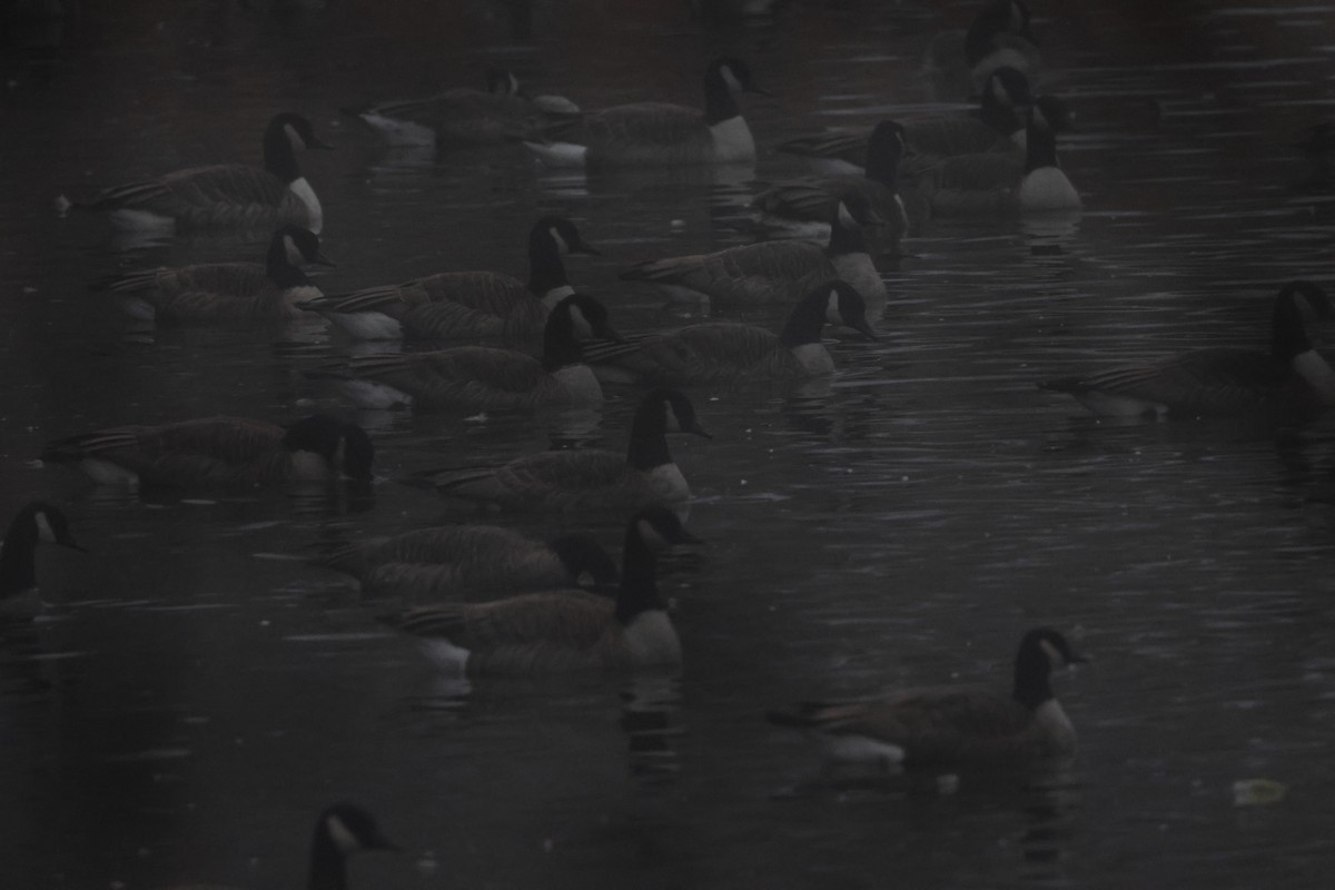 Kanadagans - ML646722056