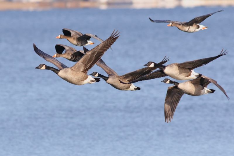 Greater White-fronted Goose - ML646722058