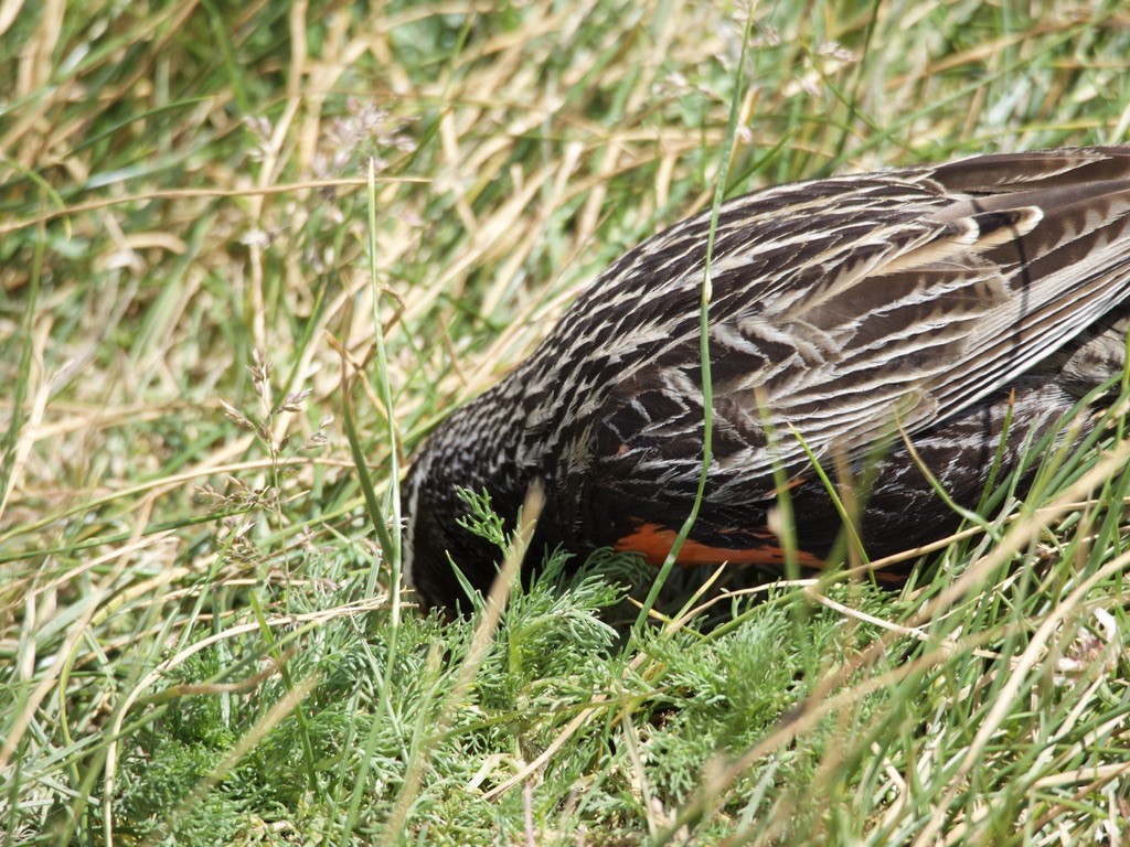 storlerketrupial - ML646722060