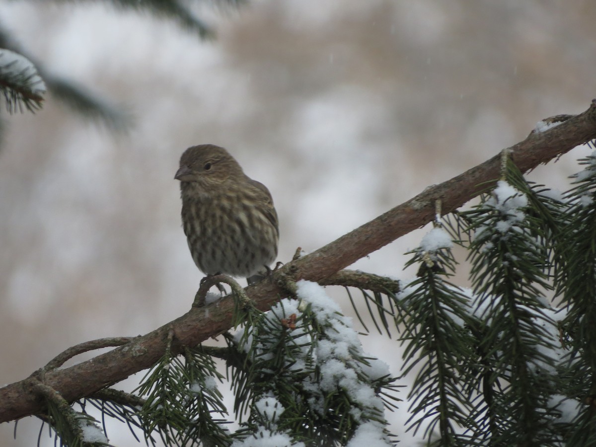 House Finch - ML646722061