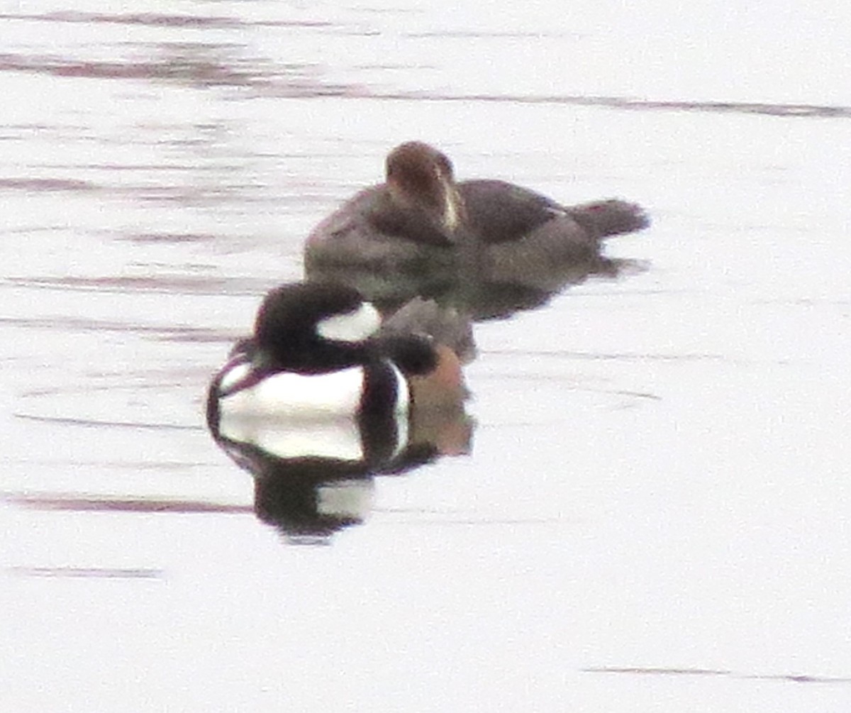 Hooded Merganser - ML646722062