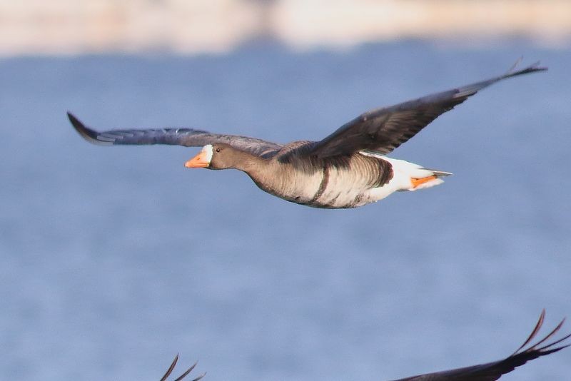 Greater White-fronted Goose - ML646722063