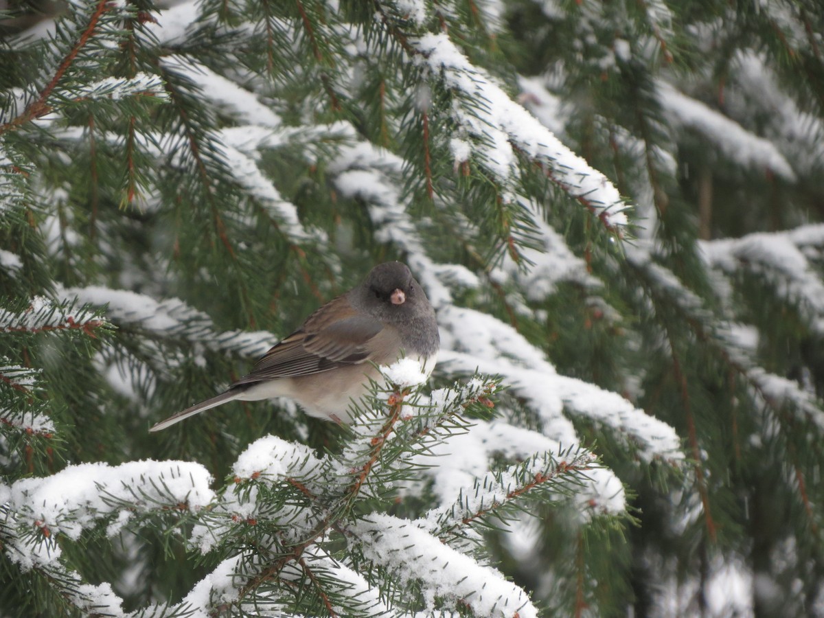 vinterjunko (oreganus gr.) - ML646722064