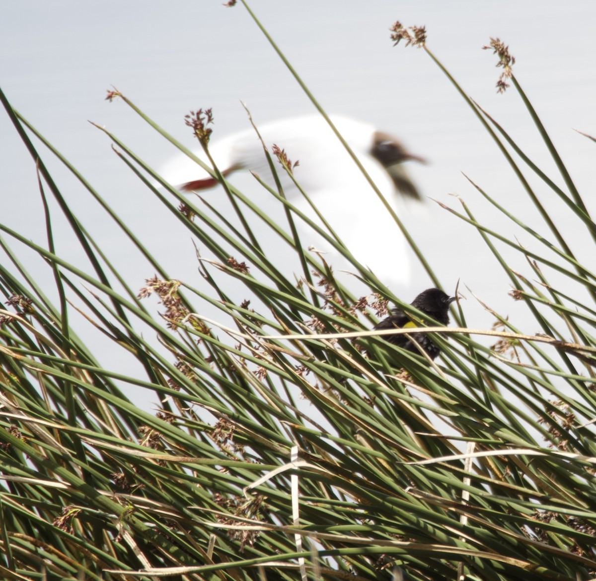 gulvingetrupial - ML646722065