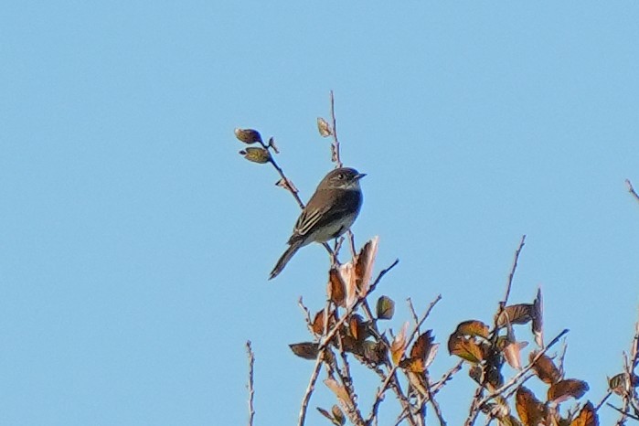 Ak Karınlı Fibi - ML646722066