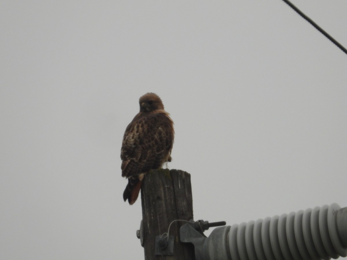 Rotschwanzbussard - ML646722072