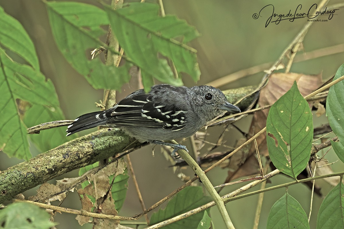 Black-crowned Antshrike - ML646722080