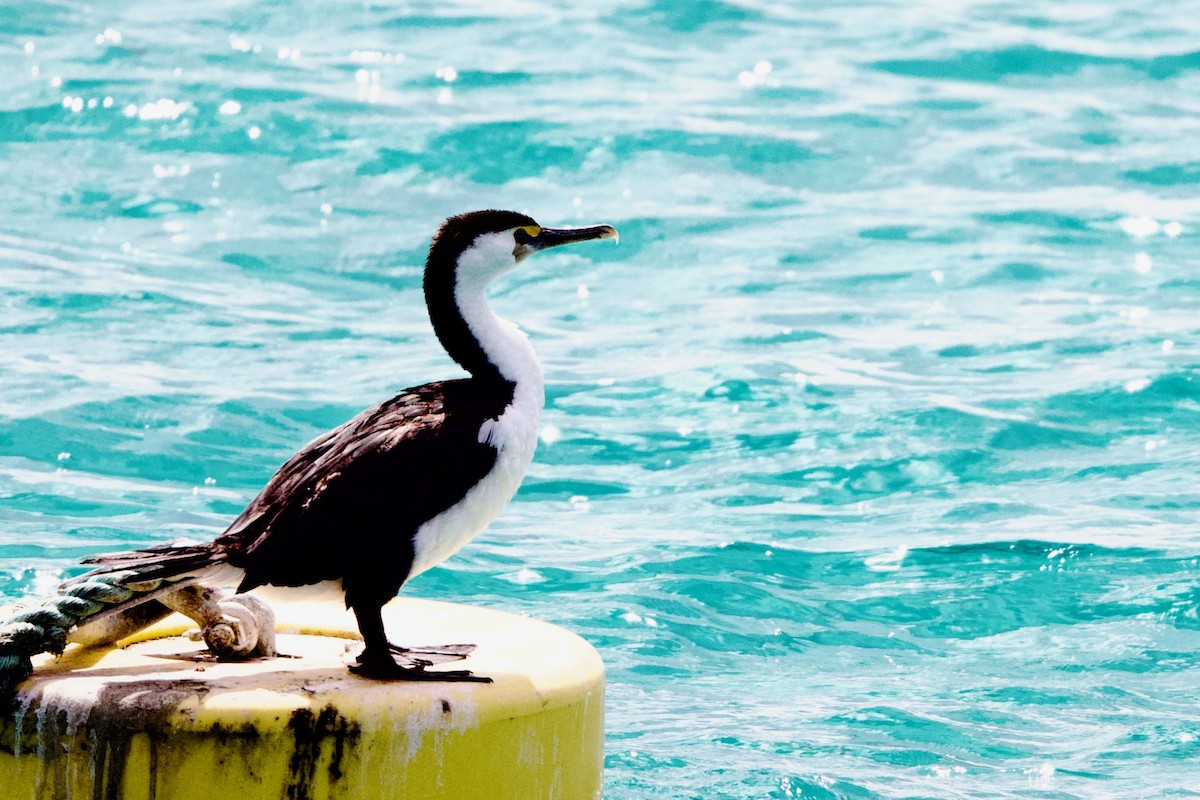 Elsterscharbe - ML646722081