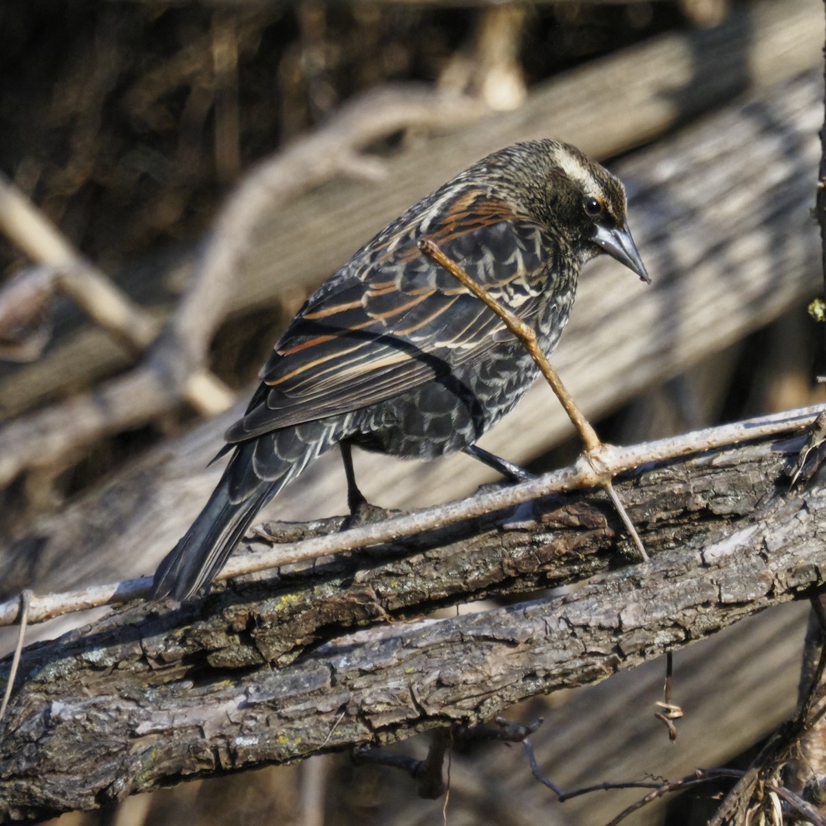 Red-winged Blackbird - ML646722084