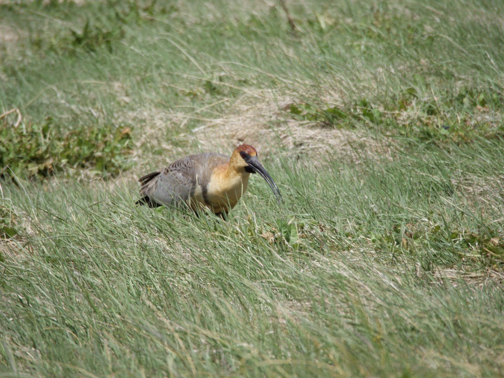 patagoniaibis - ML646722088