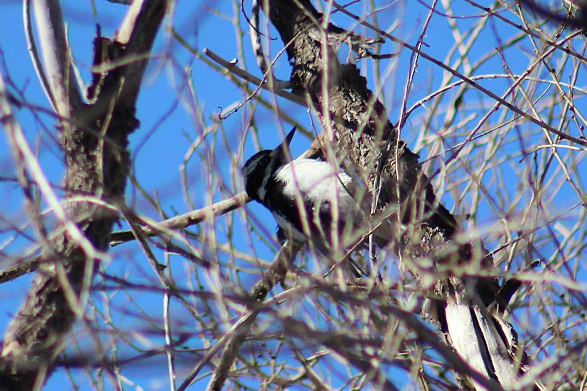 Hairy Woodpecker (Rocky Mts.) - ML646722089