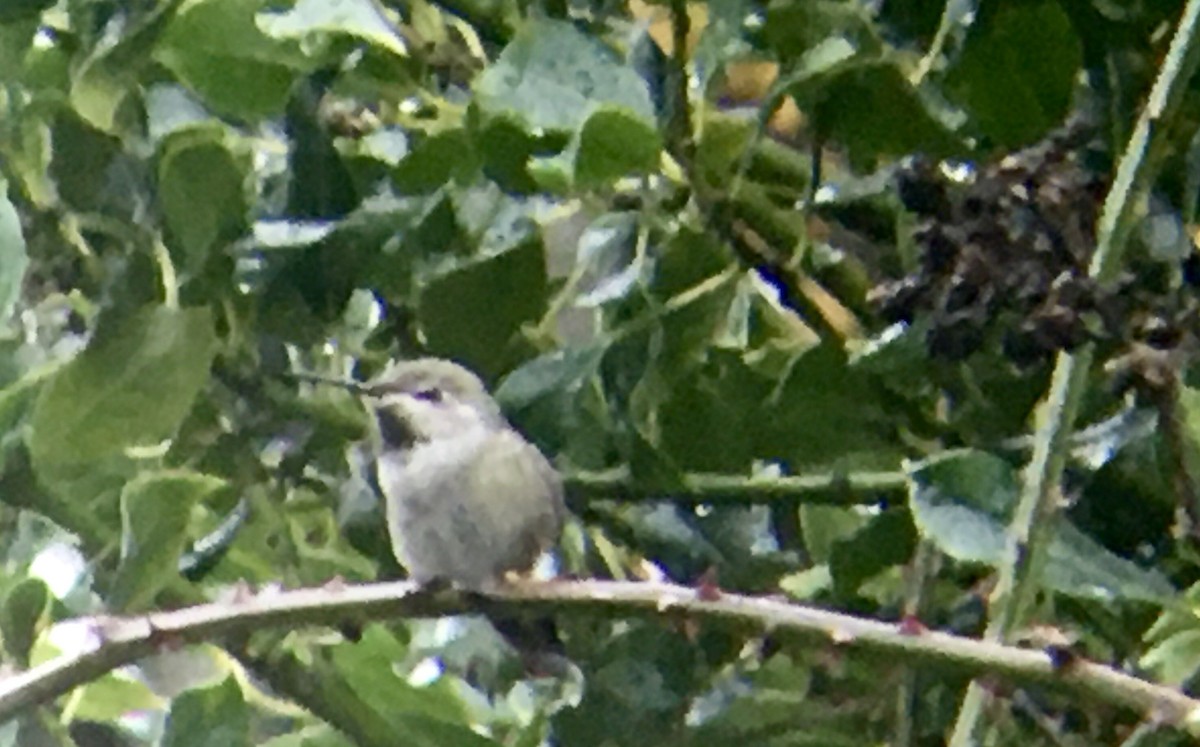 Anna's Hummingbird - ML646722090