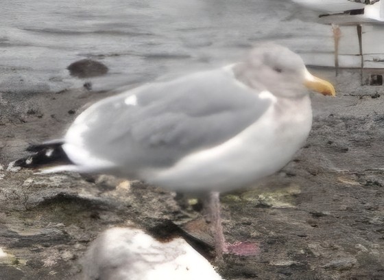 Western x Glaucous-winged Gull (hybrid) - ML646722091