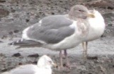 Western x Glaucous-winged Gull (hybrid) - ML646722092
