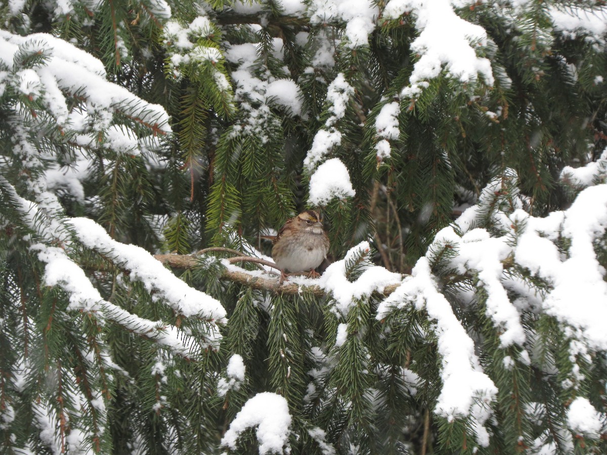 White-throated Sparrow - ML646722093