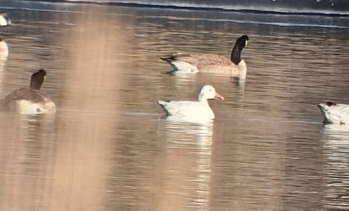 Snow Goose - ML646722095