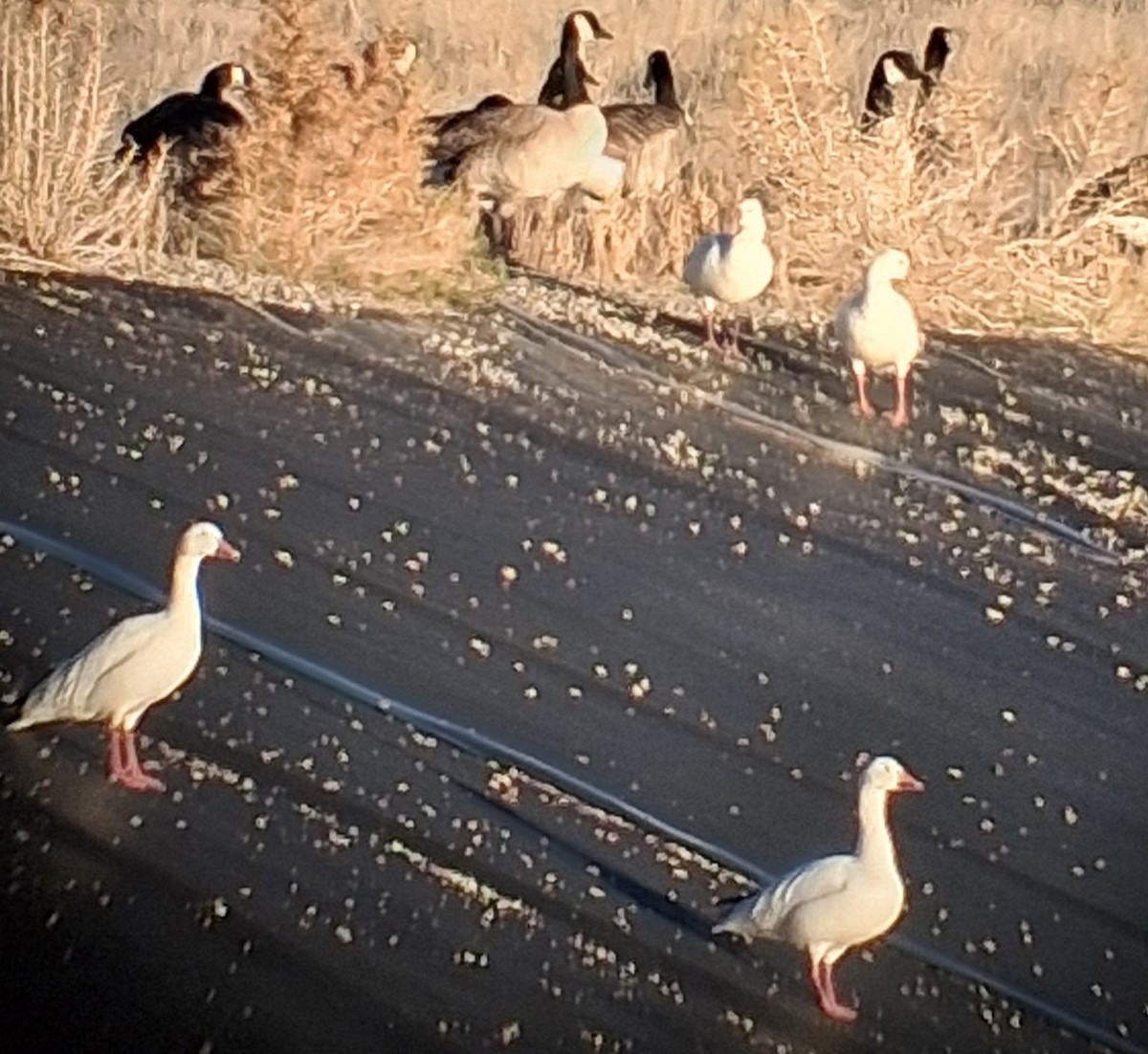 Snow Goose - ML646722096