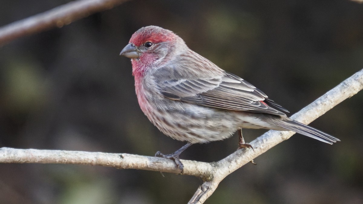 House Finch - ML646722097