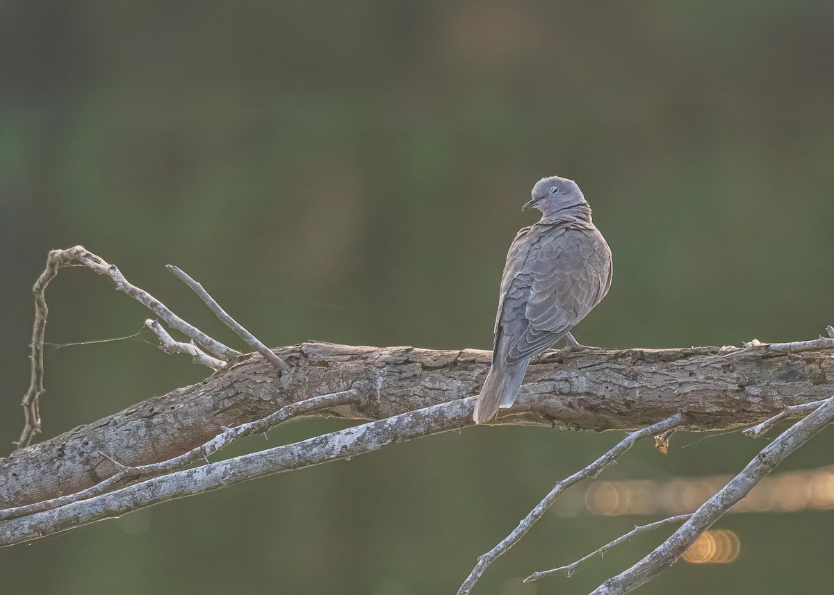 Eurasian Collared-Dove - ML646722098