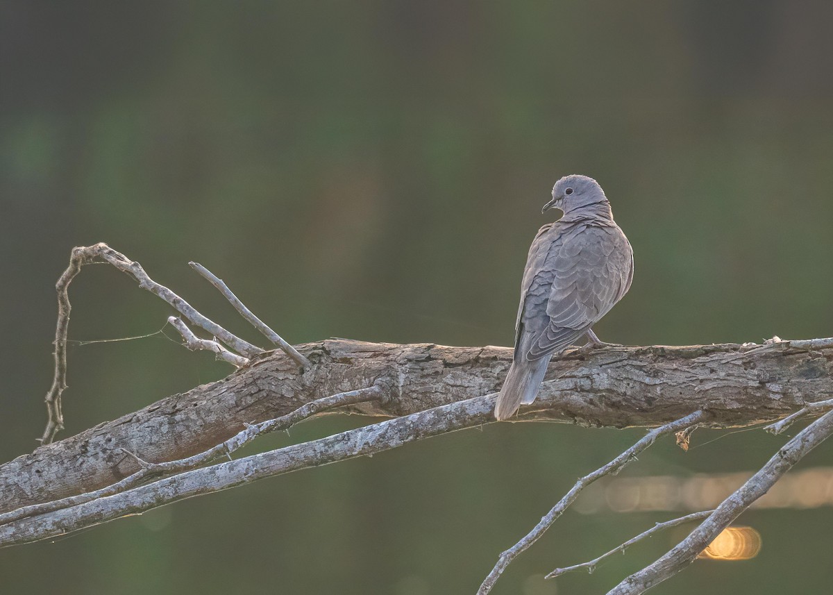 Eurasian Collared-Dove - ML646722099