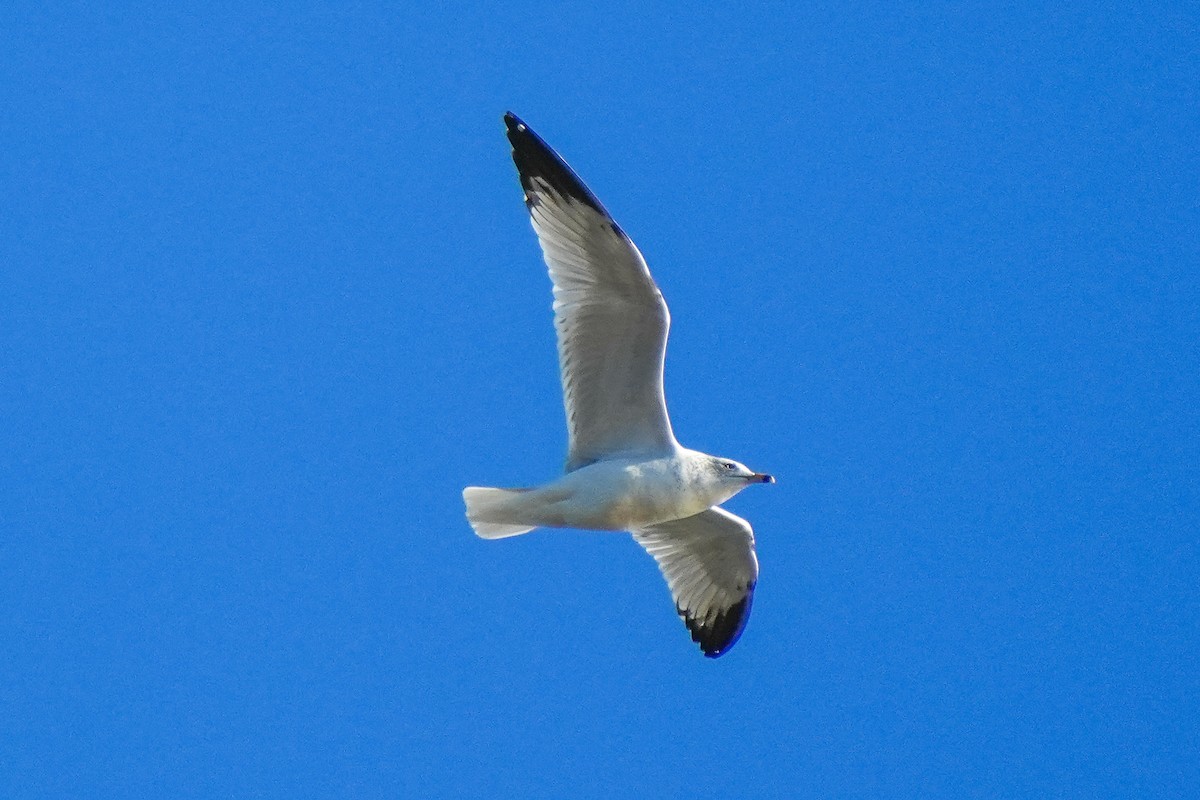 Halkalı Martı - ML646722100