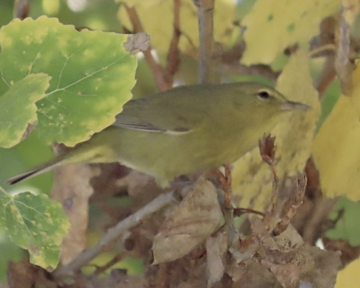 Orange-crowned Warbler - ML646722104