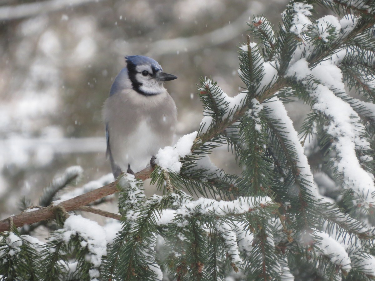 Blue Jay - ML646722105