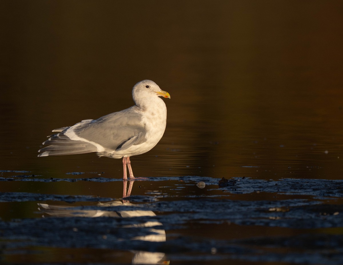 Glaucous-winged Gull - ML646722107