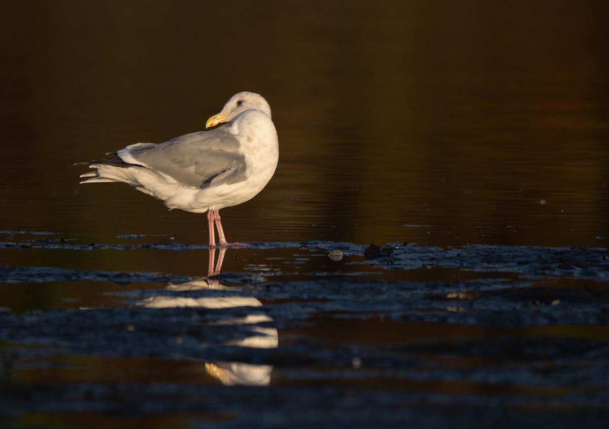 Glaucous-winged Gull - ML646722108