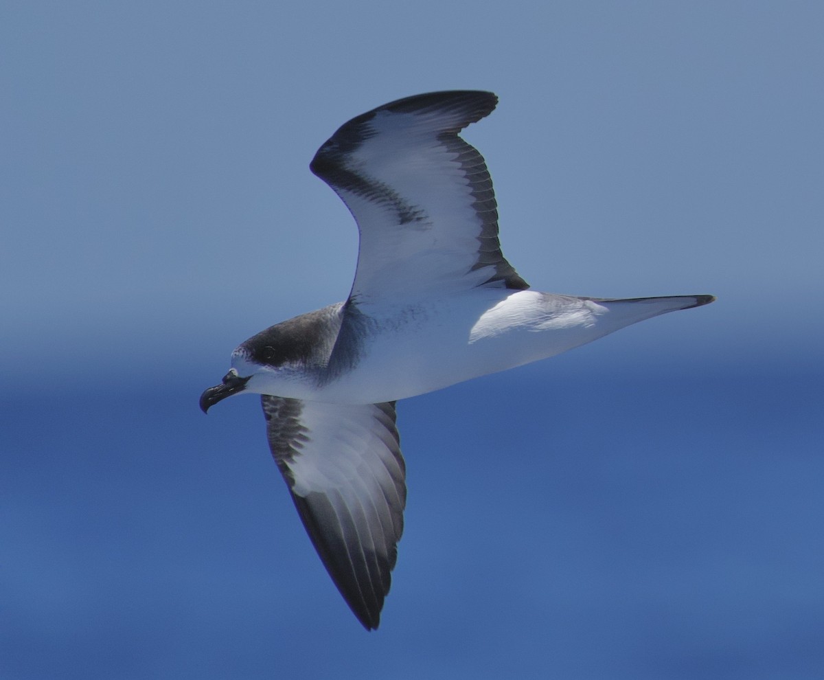 Barau's Petrel - ML646722109