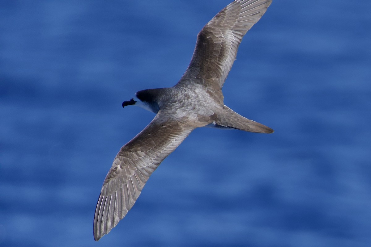 Barau's Petrel - ML646722110