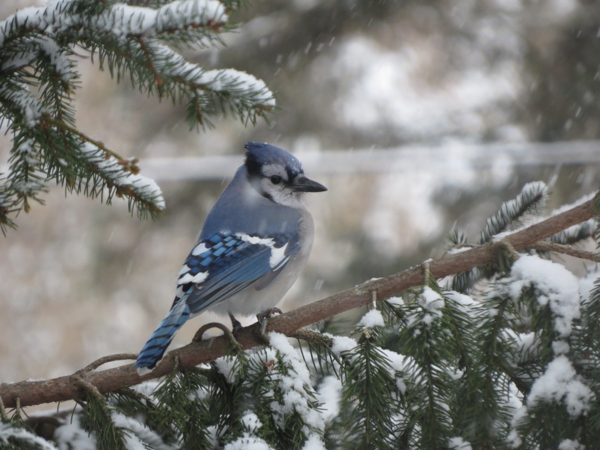 Blue Jay - ML646722111