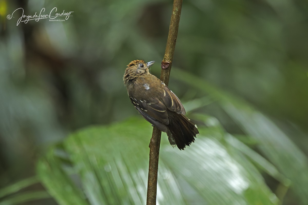 Black-crowned Antshrike - ML646722112