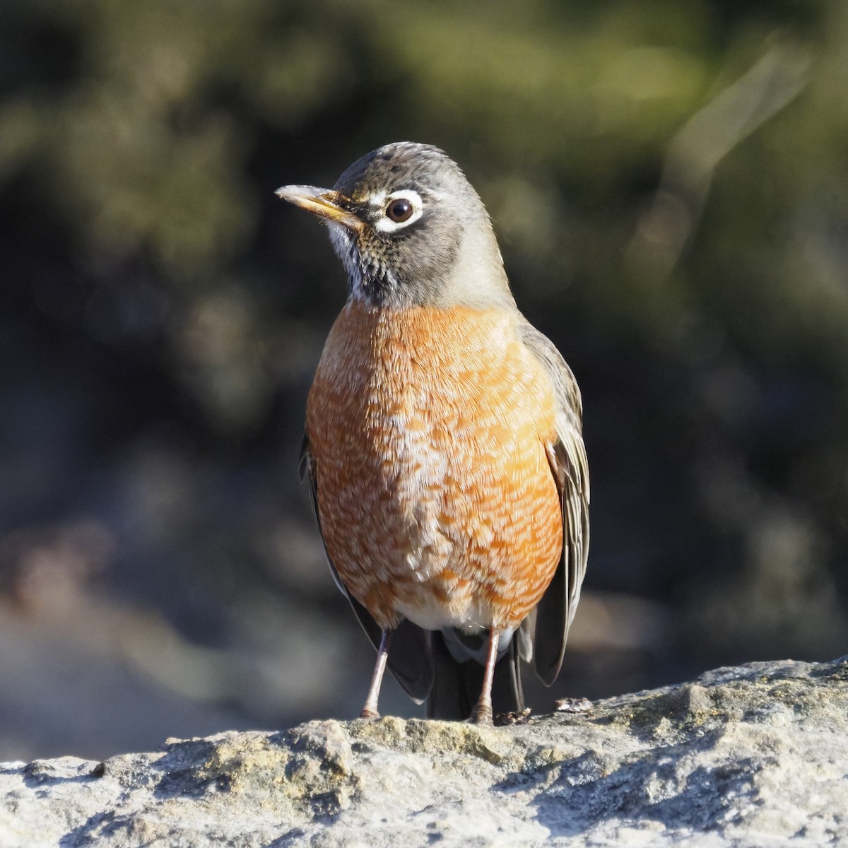 American Robin - ML646722116