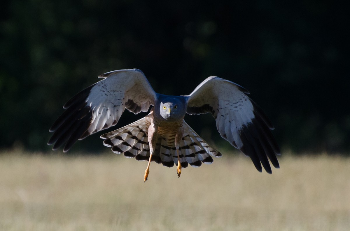 Cinereous Harrier - ML646722119