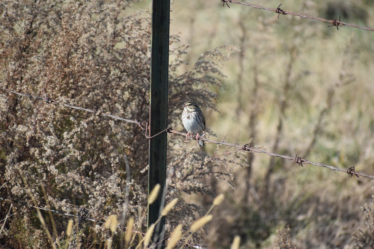 Savannah Serçesi - ML646722120