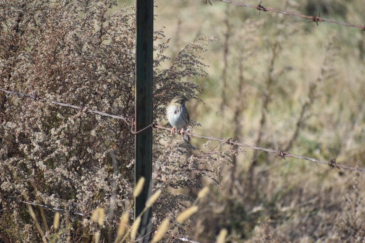 Savannah Serçesi - ML646722121