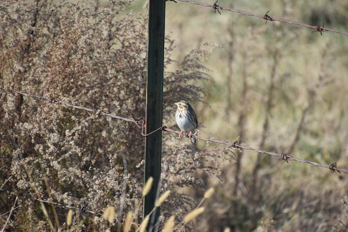 Savannah Serçesi - ML646722122