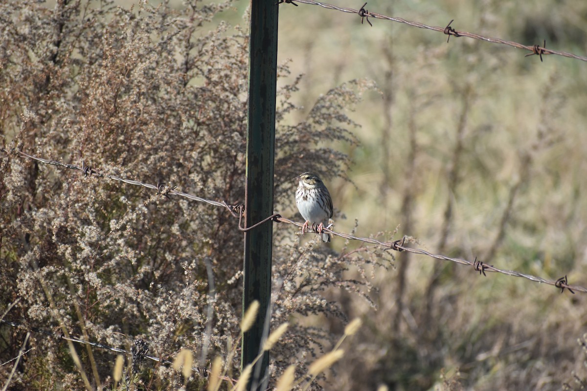 Savannah Serçesi - ML646722123