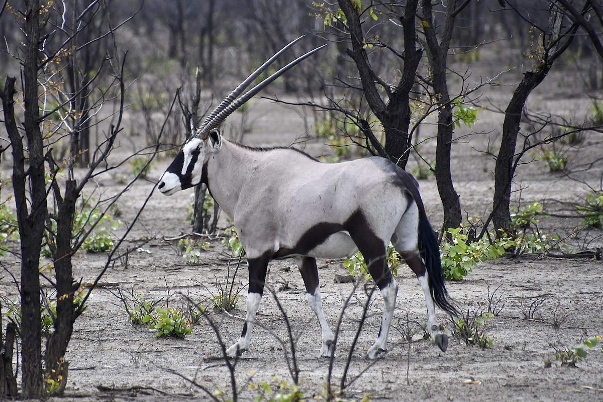 Gemsbok - ML646722124