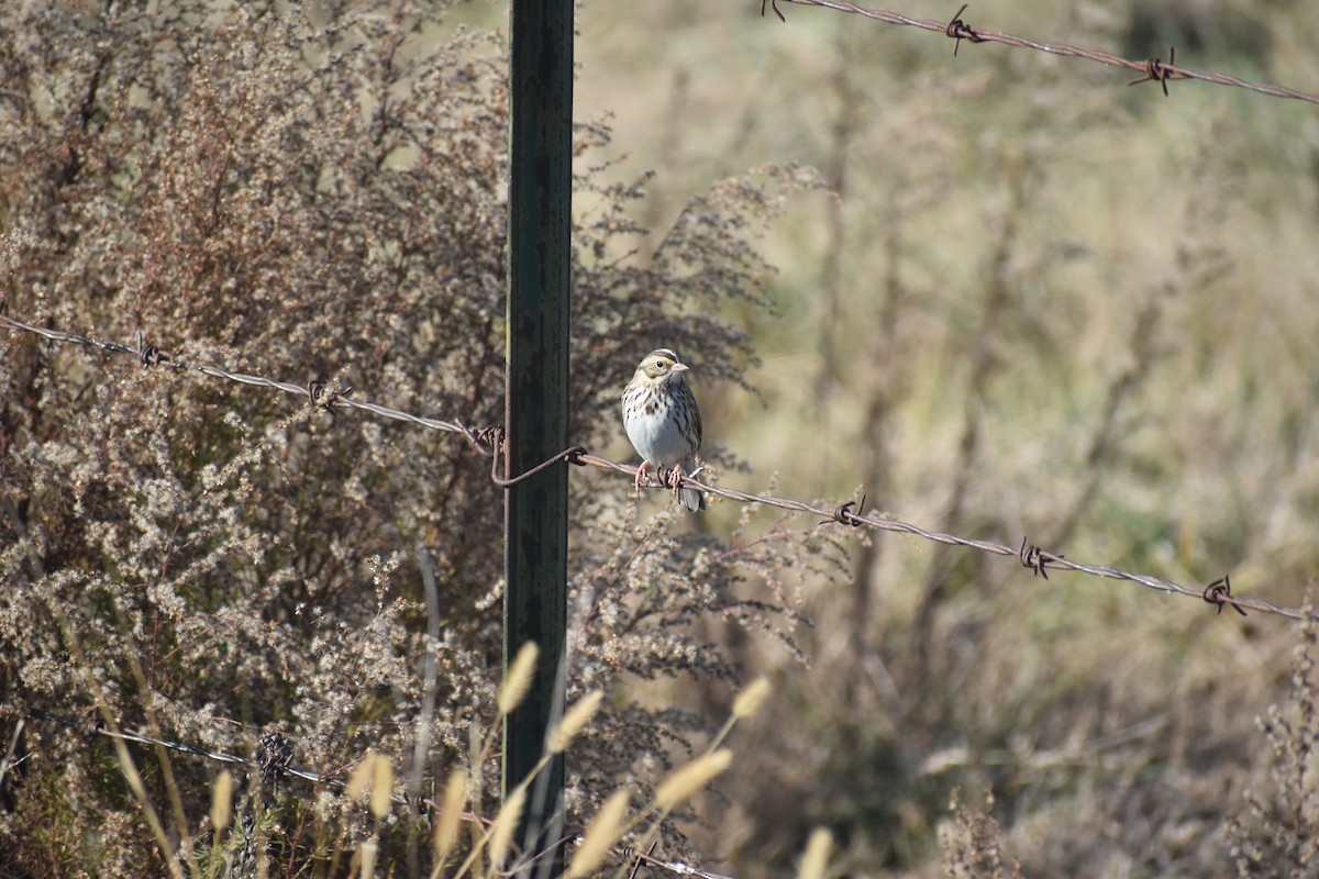 Savannah Serçesi - ML646722125