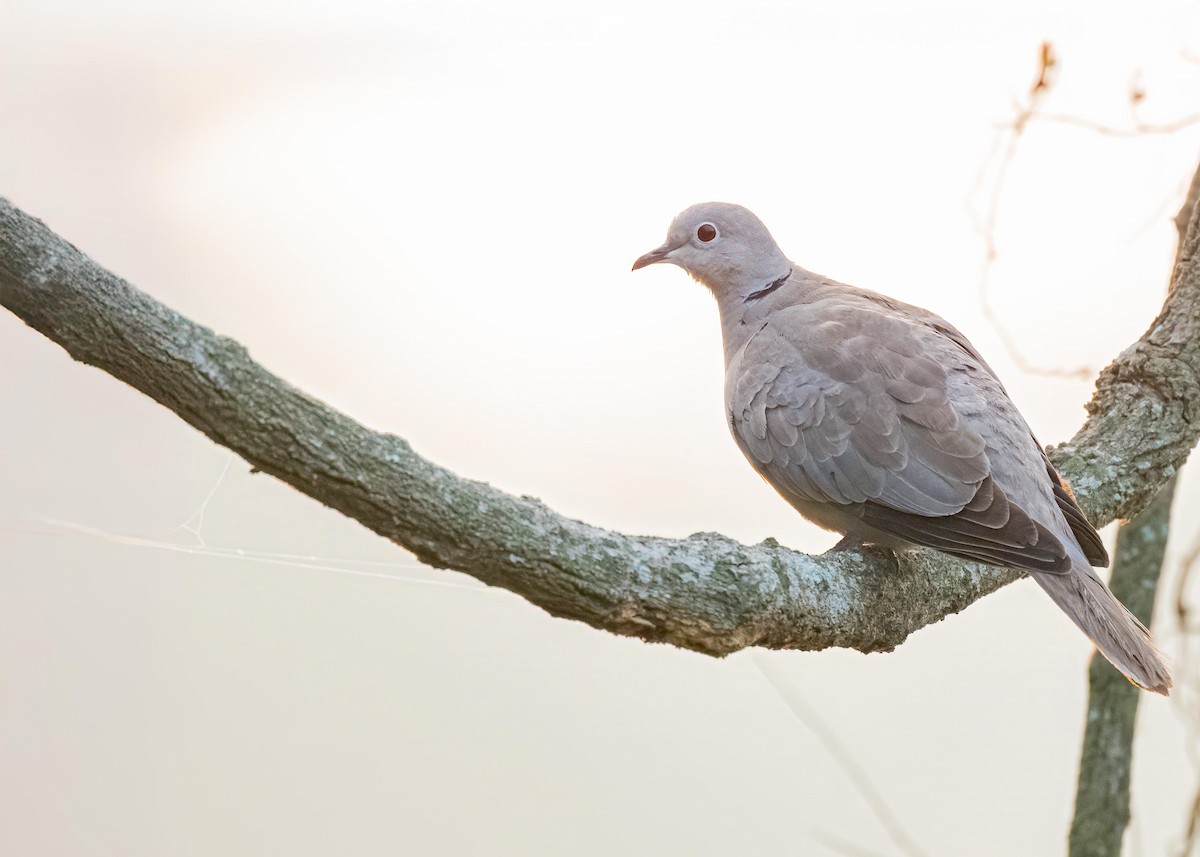 Eurasian Collared-Dove - ML646722132
