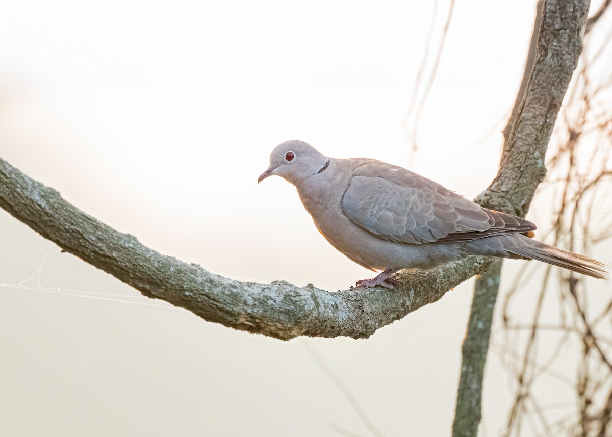 Eurasian Collared-Dove - ML646722133