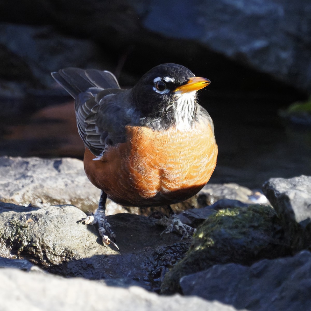 American Robin - ML646722134