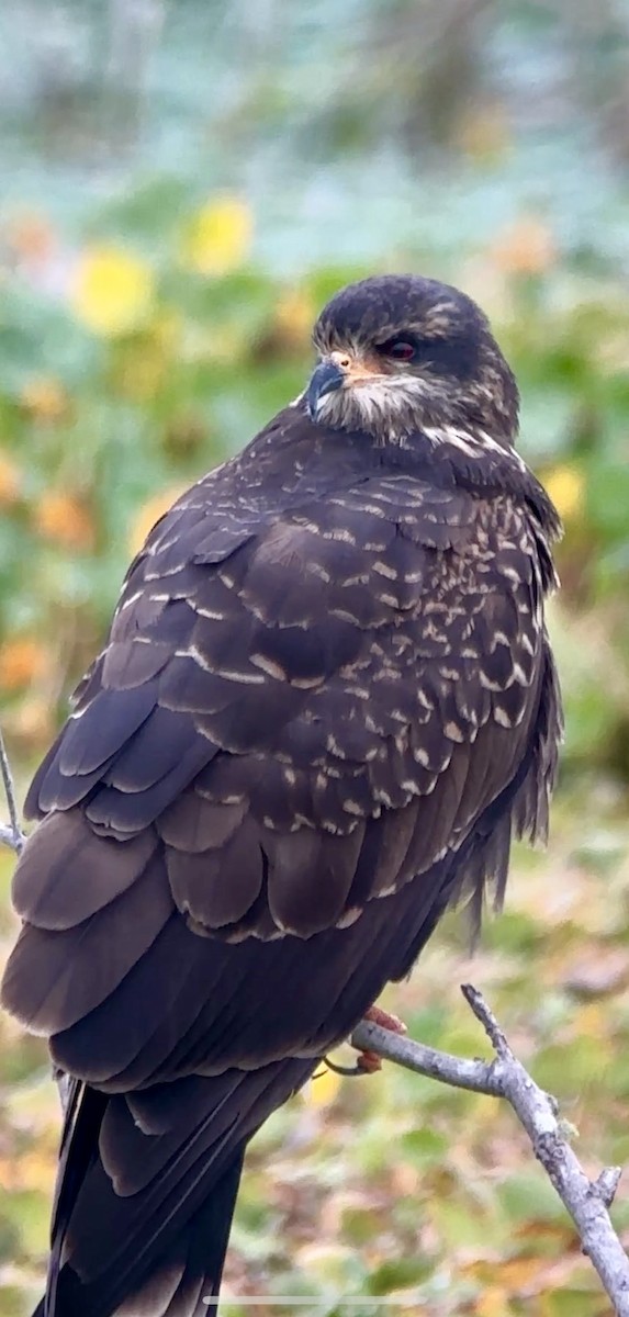 Шуліка-слимакоїд червоноокий - ML646722135