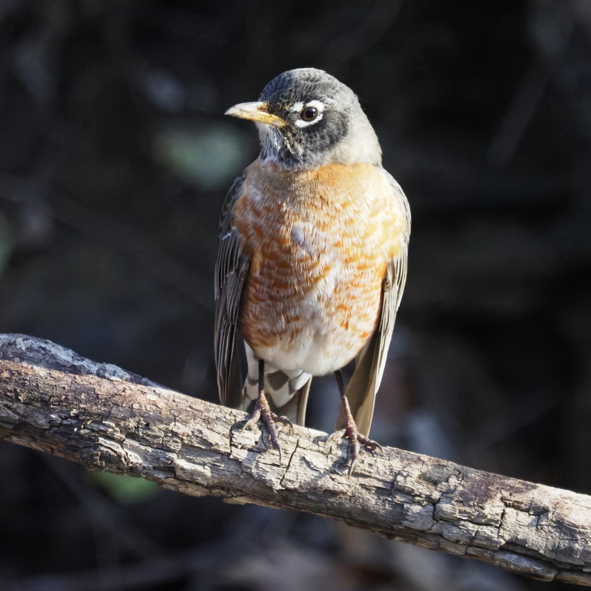 American Robin - ML646722136
