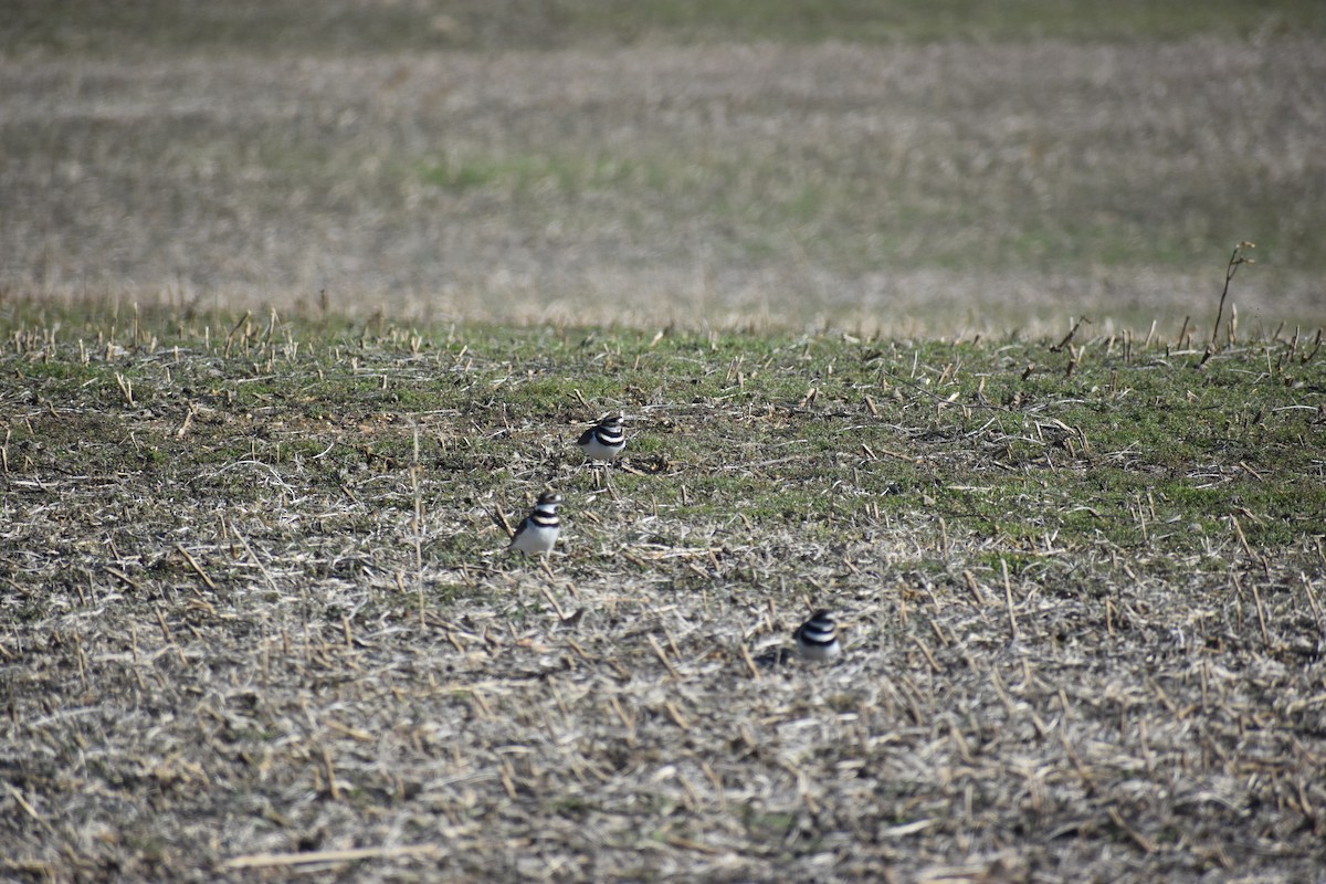 Killdeer - ML646722137