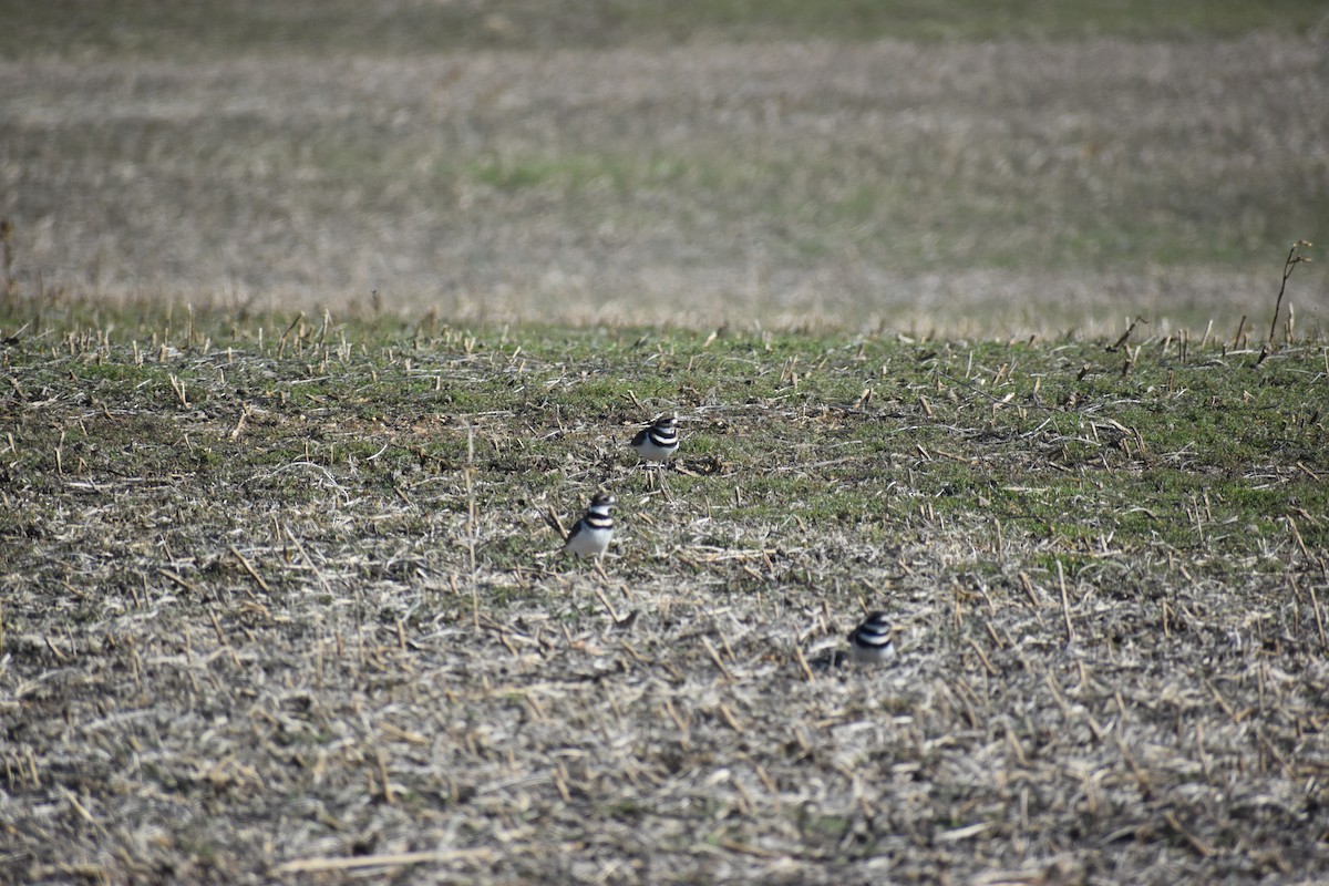 Killdeer - ML646722138